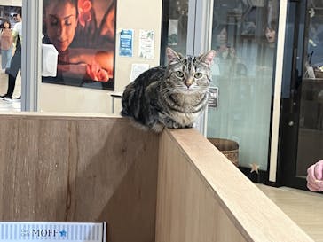 Cat Café MOFF 枚方モール店に投稿された画像（2025/8/12）