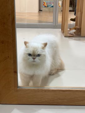 Cat Café MOFF 枚方モール店に投稿された画像（2025/8/12）