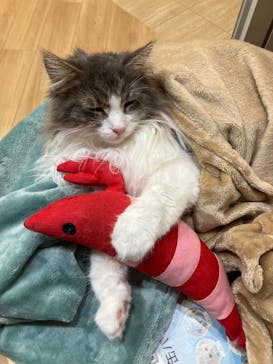 Cat Café MOFF 枚方モール店に投稿された画像（2025/8/12）