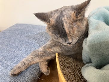 Cat Café MOFF 枚方モール店に投稿された画像（2025/8/12）