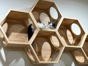 Cat Café MOFF 枚方モール店に投稿された画像（2025/8/12）