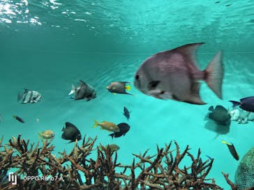 葛西臨海水族園に投稿された画像（2025/8/12）