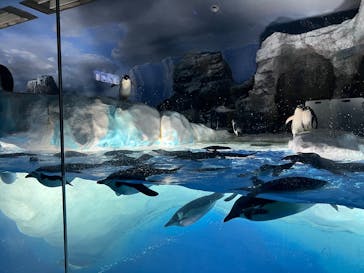 名古屋港水族館に投稿された画像（2025/8/12）