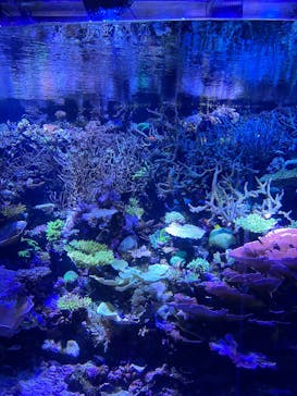 名古屋港水族館に投稿された画像（2025/8/12）