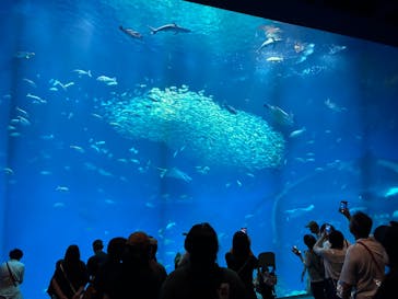 アクアワールド茨城県大洗水族館に投稿された画像（2025/8/12）