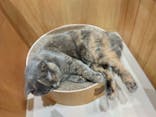 Cat Café MOFF イオンモール浜松志都呂店に投稿された画像（2025/8/12）