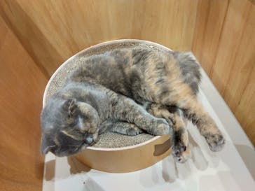 Cat Café MOFF イオンモール浜松志都呂店に投稿された画像（2025/8/12）