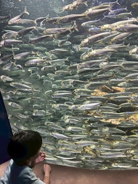 サンシャイン水族館に投稿された画像（2025/8/12）