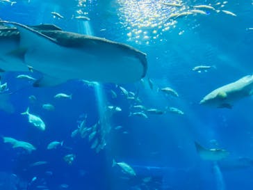 沖縄美ら海水族館に投稿された画像（2025/8/12）