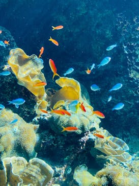 沖縄美ら海水族館に投稿された画像（2025/8/12）
