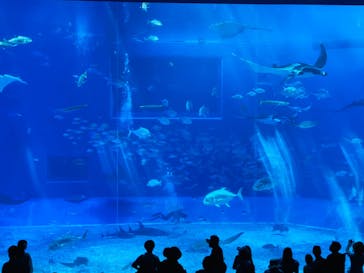 沖縄美ら海水族館に投稿された画像（2025/8/12）