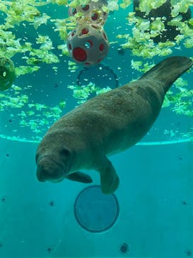 沖縄美ら海水族館に投稿された画像（2025/8/12）