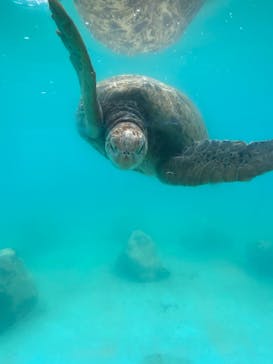 沖縄美ら海水族館に投稿された画像（2025/8/12）