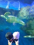 しながわ水族館に投稿された画像（2025/8/12）
