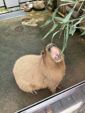 世界淡水魚園水族館　アクア・トトぎふに投稿された画像（2025/8/12）