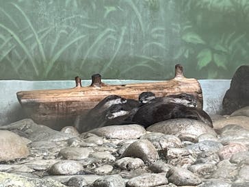 世界淡水魚園水族館　アクア・トトぎふに投稿された画像（2025/8/12）