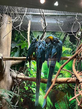 世界淡水魚園水族館　アクア・トトぎふに投稿された画像（2025/8/12）