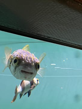 葛西臨海水族園に投稿された画像（2025/8/12）