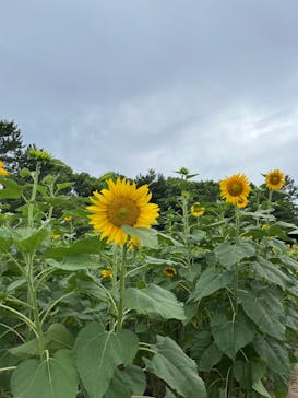 葛西臨海水族園に投稿された画像（2025/8/12）