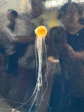 葛西臨海水族園に投稿された画像（2025/8/12）