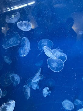 葛西臨海水族園に投稿された画像（2025/8/12）