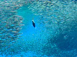 仙台うみの杜水族館に投稿された画像（2025/8/12）