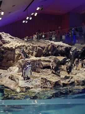 すみだ水族館に投稿された画像（2025/8/12）