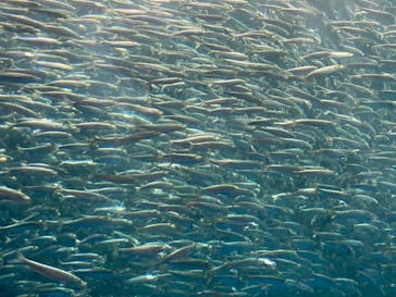 名古屋港水族館に投稿された画像（2025/8/12）
