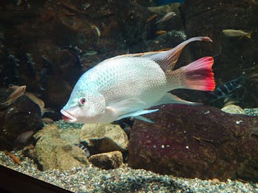 世界淡水魚園水族館　アクア・トトぎふに投稿された画像（2025/8/12）