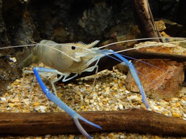 世界淡水魚園水族館　アクア・トトぎふに投稿された画像（2025/8/12）