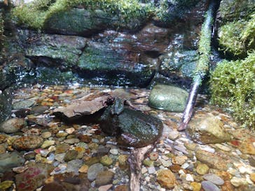 世界淡水魚園水族館　アクア・トトぎふに投稿された画像（2025/8/12）