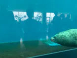 仙台うみの杜水族館に投稿された画像（2025/8/12）