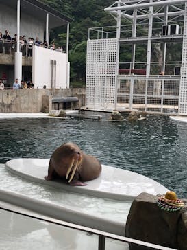 城崎マリンワールドに投稿された画像（2025/8/12）