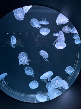 AOAO SAPPOROに投稿された画像（2025/8/12）