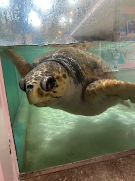 伊豆・三津シーパラダイスに投稿された画像（2025/8/12）