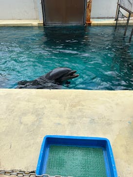 伊豆・三津シーパラダイスに投稿された画像（2025/8/12）