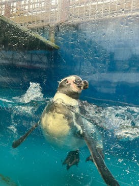 伊豆・三津シーパラダイスに投稿された画像（2025/8/12）