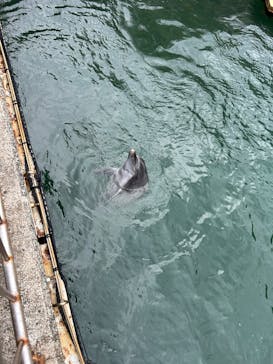 伊豆・三津シーパラダイスに投稿された画像（2025/8/12）