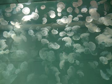 アクアワールド茨城県大洗水族館に投稿された画像（2025/8/12）