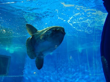 アクアワールド茨城県大洗水族館に投稿された画像（2025/8/12）