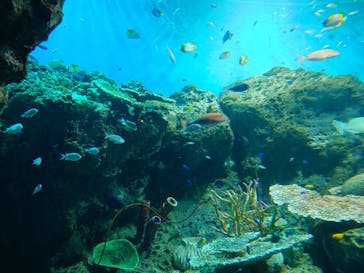 アクアワールド茨城県大洗水族館に投稿された画像（2025/8/12）