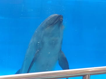 名古屋港水族館に投稿された画像（2025/8/12）