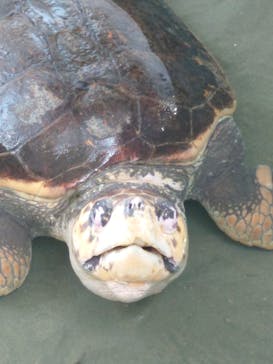 名古屋港水族館に投稿された画像（2025/8/12）