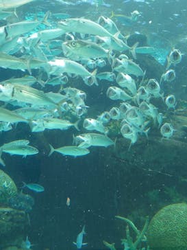 名古屋港水族館に投稿された画像（2025/8/12）