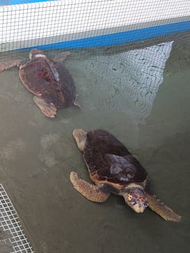 名古屋港水族館に投稿された画像（2025/8/12）