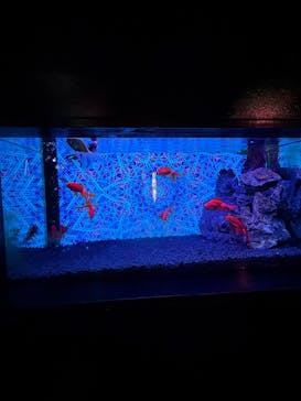 NARA KINGYO MUSEUMに投稿された画像（2025/8/12）