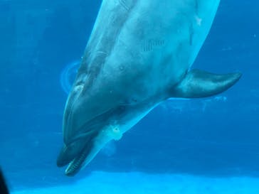 名古屋港水族館に投稿された画像（2025/8/12）