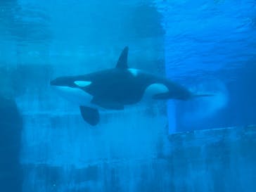 名古屋港水族館に投稿された画像（2025/8/12）