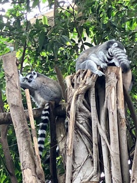 那須どうぶつ王国に投稿された画像（2025/8/12）