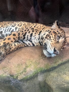 那須どうぶつ王国に投稿された画像（2025/8/12）